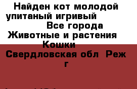 Найден кот,молодой упитаный игривый 12.03.2017 - Все города Животные и растения » Кошки   . Свердловская обл.,Реж г.